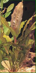Echinodorus Oriental